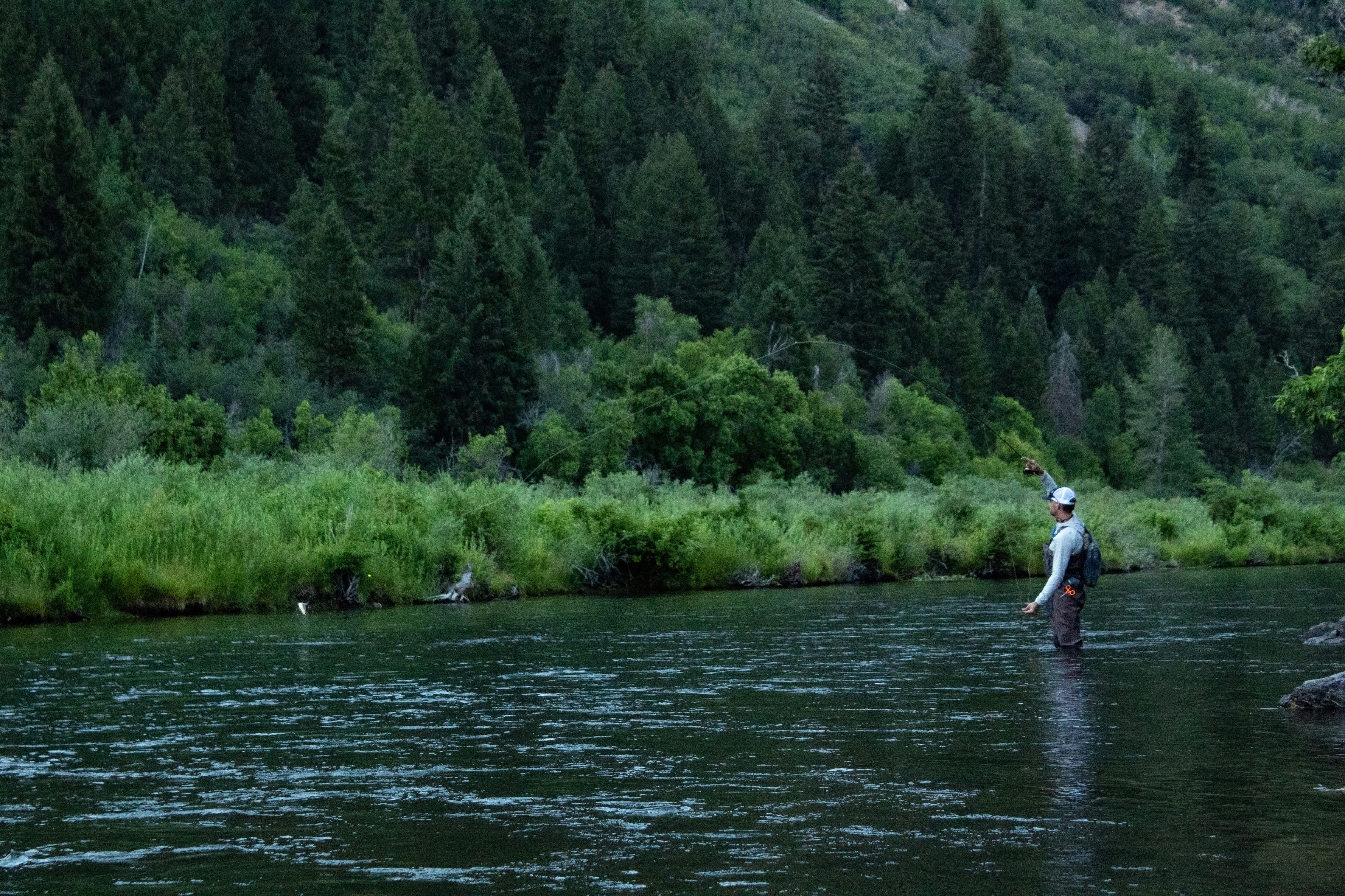 Fly fisherman casting on a forested river at dusk